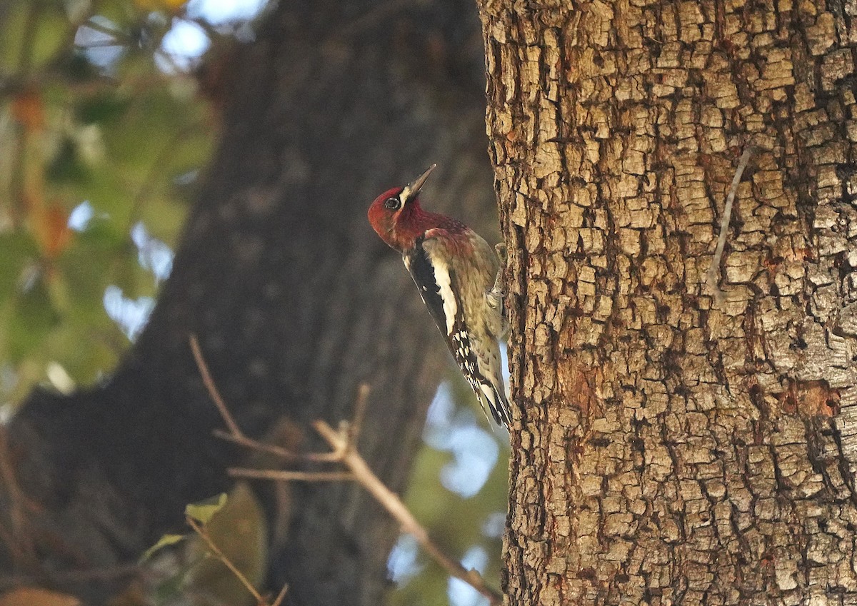 Red-breasted Sapsucker - ML642943214