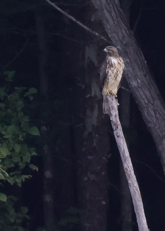 Red-shouldered Hawk (lineatus Group) - ML642943216