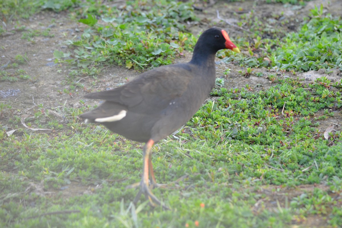 Dusky Moorhen - ML642943237