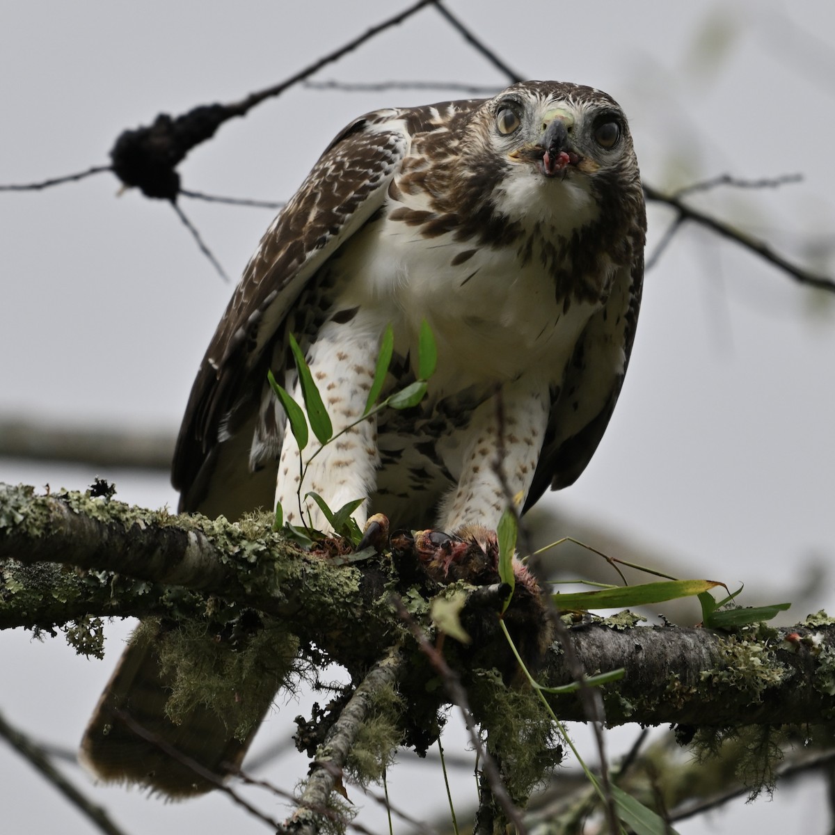 Red-tailed Hawk - ML642943242