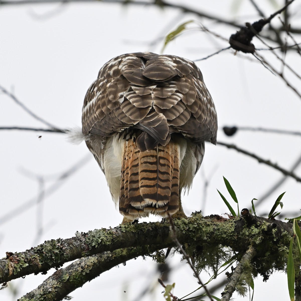 Red-tailed Hawk - ML642943243