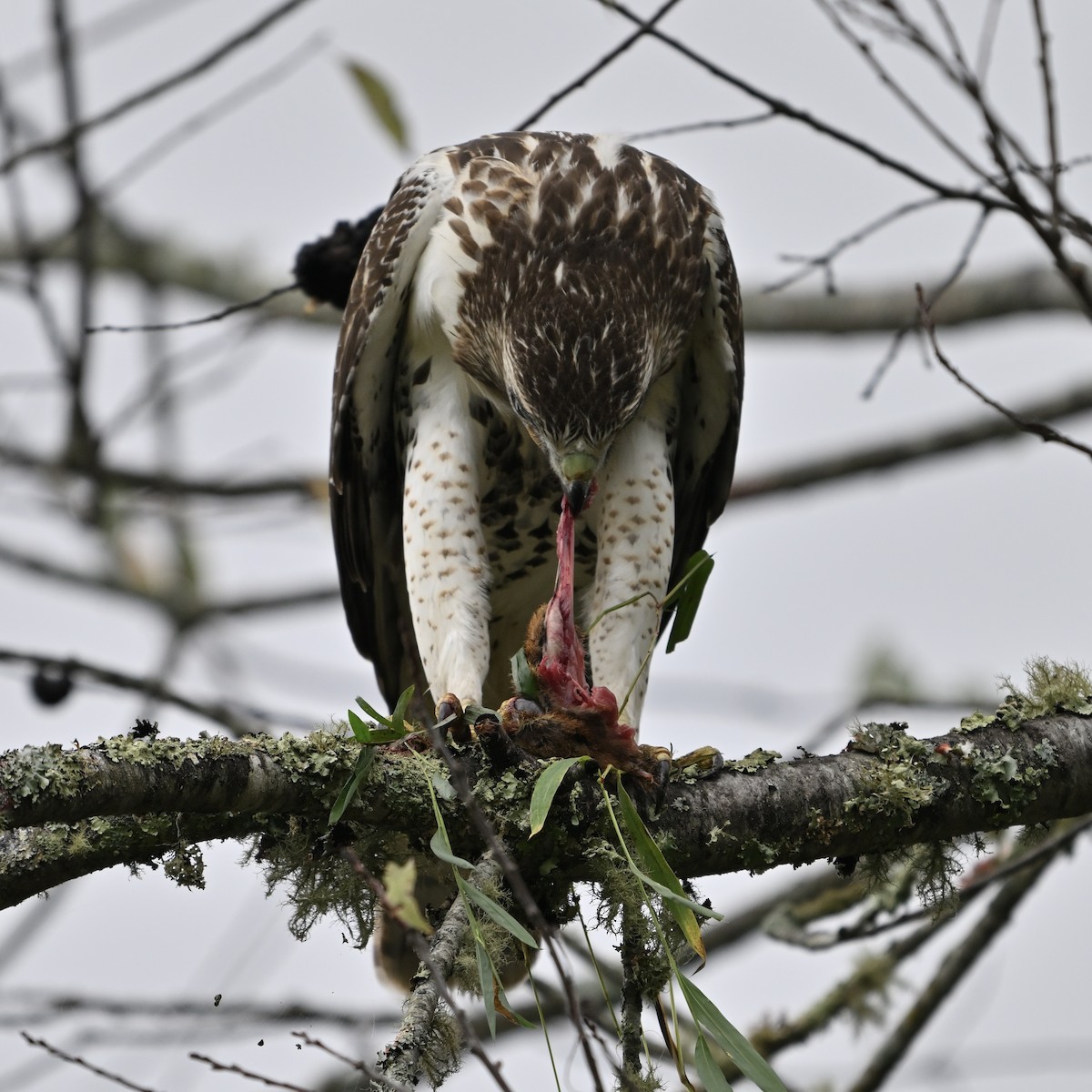 Red-tailed Hawk - ML642943244
