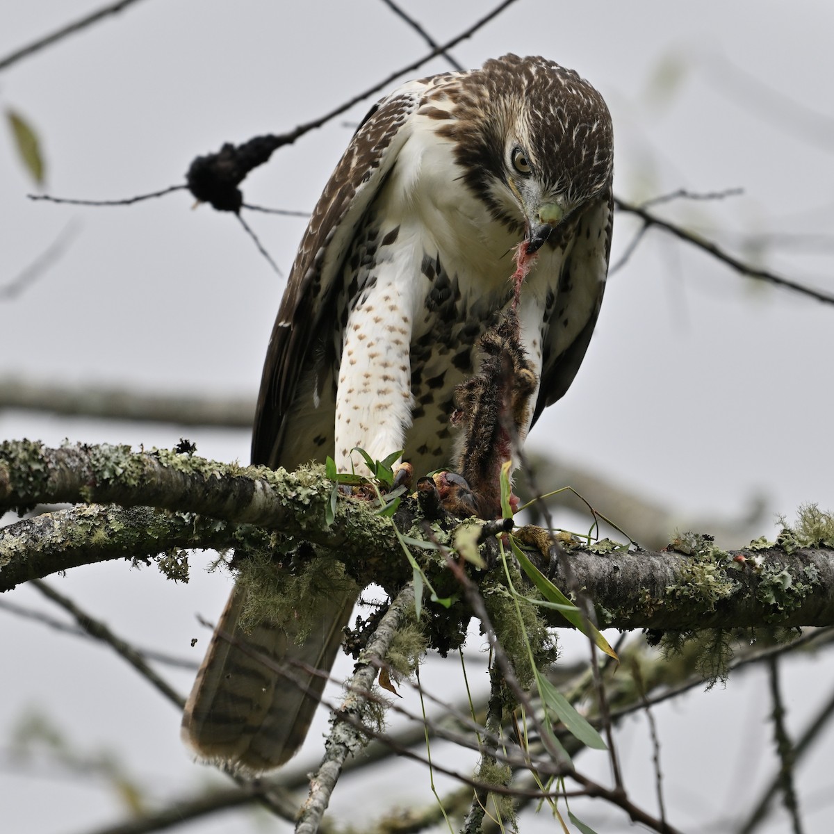 Red-tailed Hawk - ML642943245