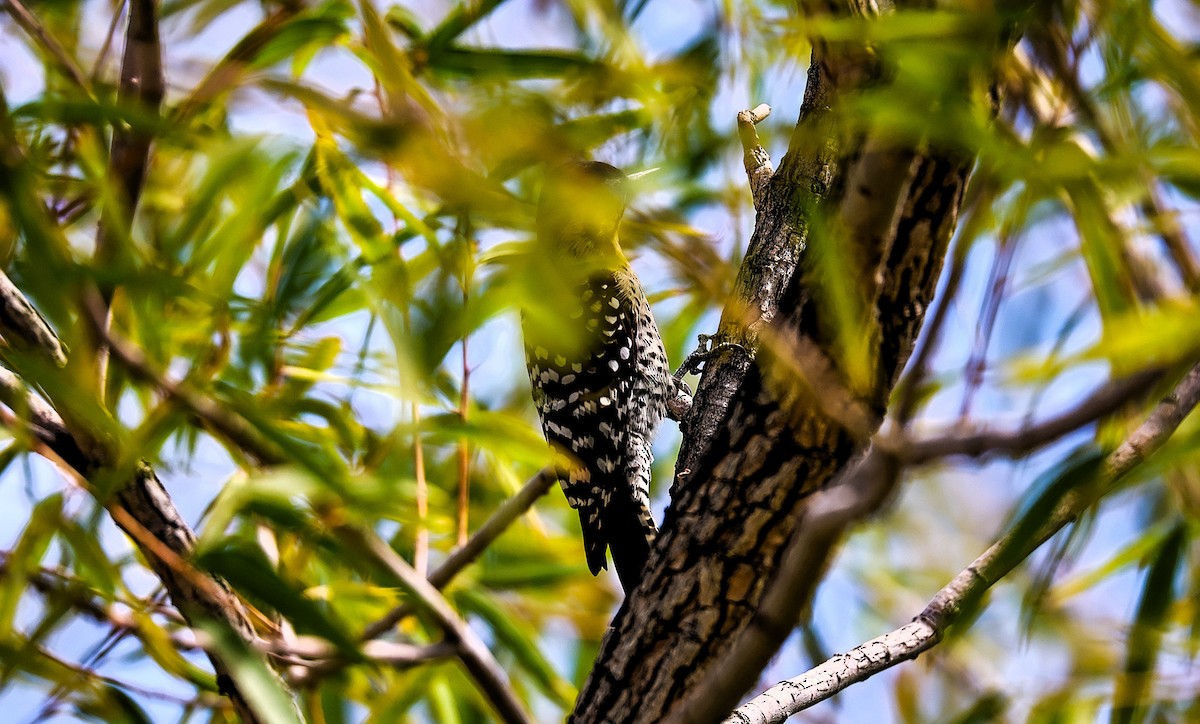 Ladder-backed Woodpecker - ML642943250