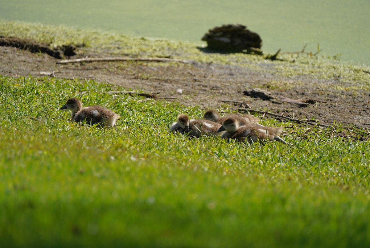 Egyptian Goose - ML642943270