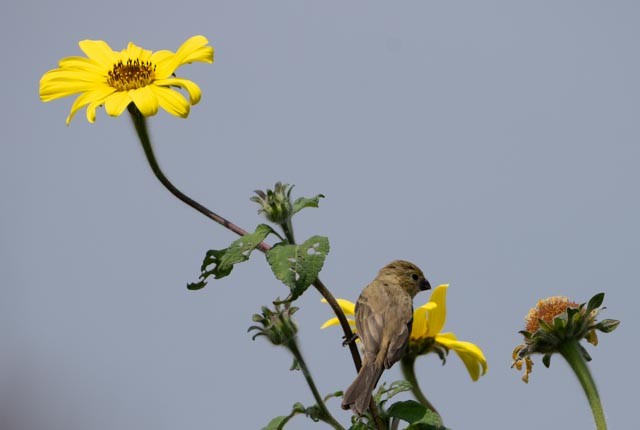 Cinnamon-rumped Seedeater - ML642943273