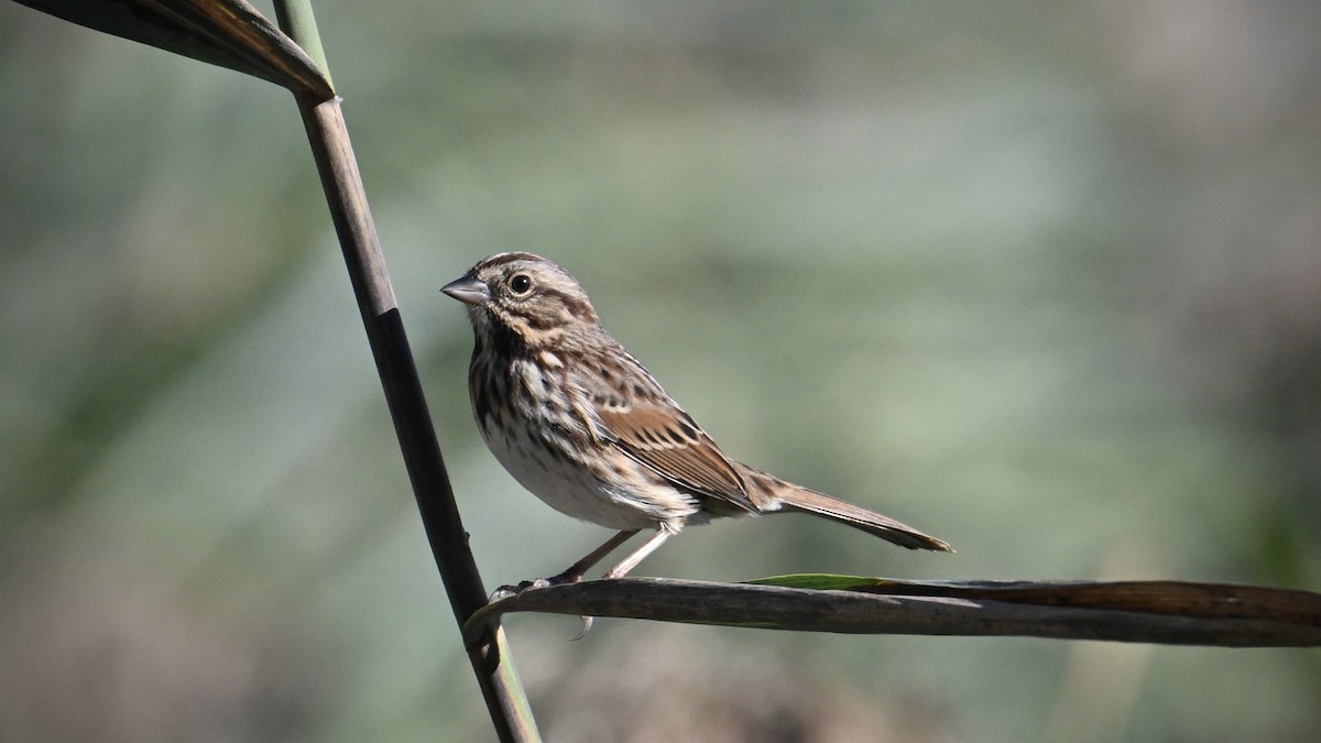 Song Sparrow - ML642943283