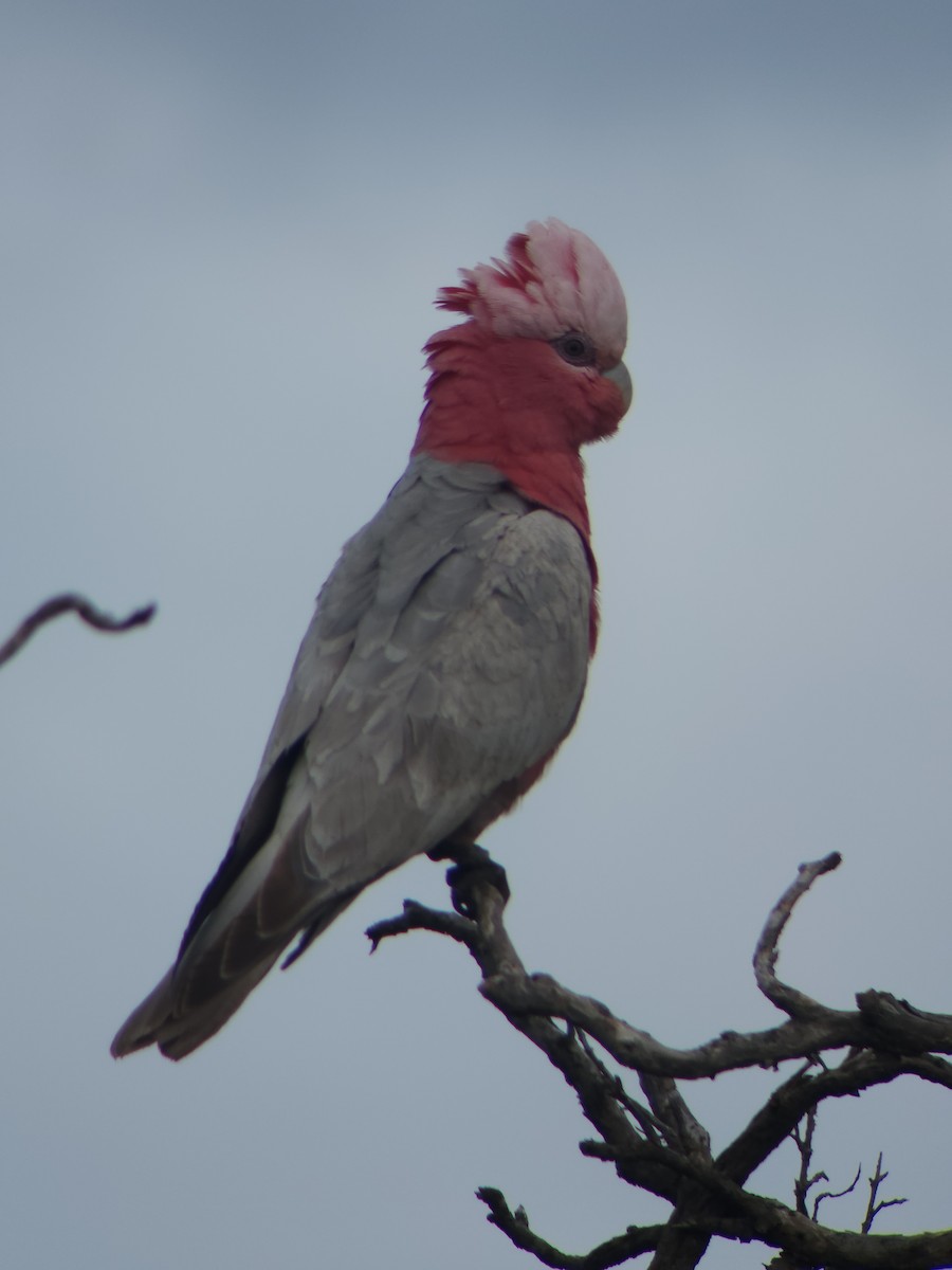 Galah - ML642943303
