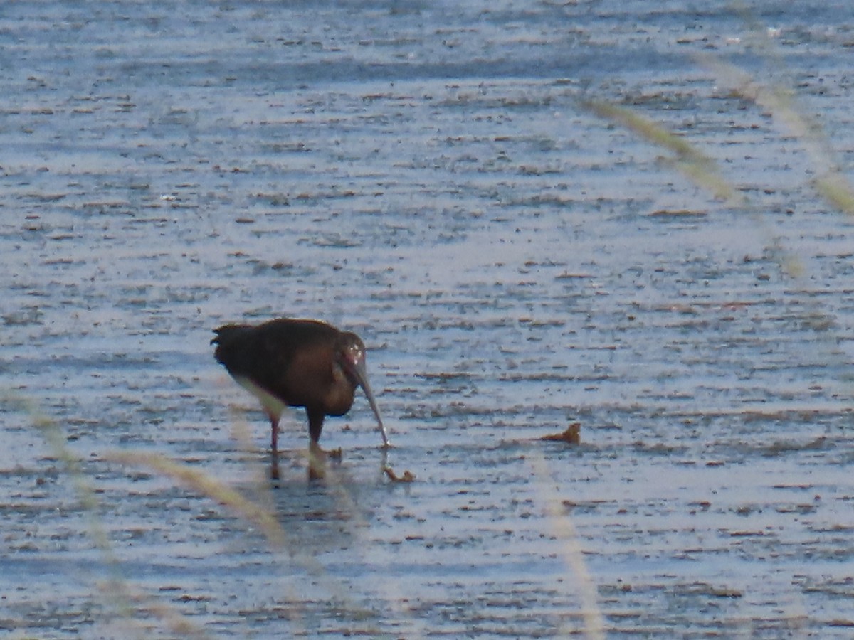 White-faced Ibis - ML642943306