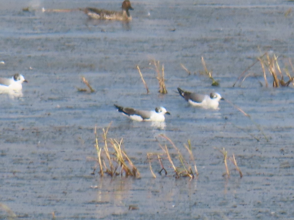 Franklin's Gull - ML642943329