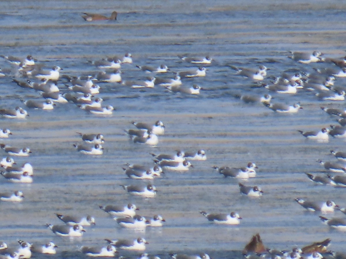 Franklin's Gull - ML642943336