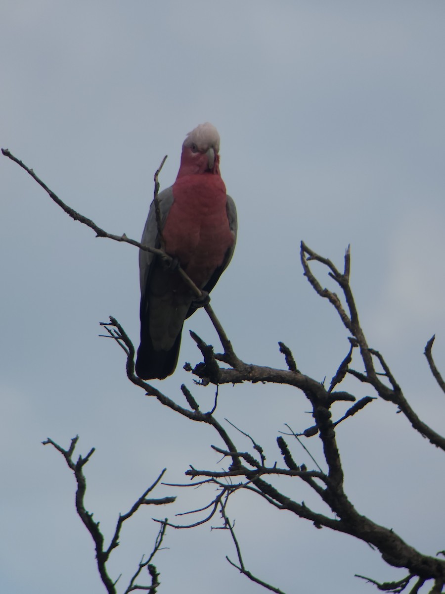 Galah - ML642943349