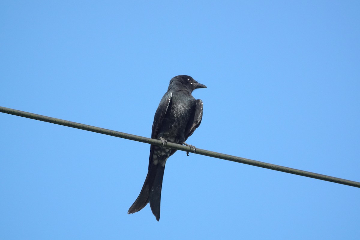 Black Drongo - ML642943353