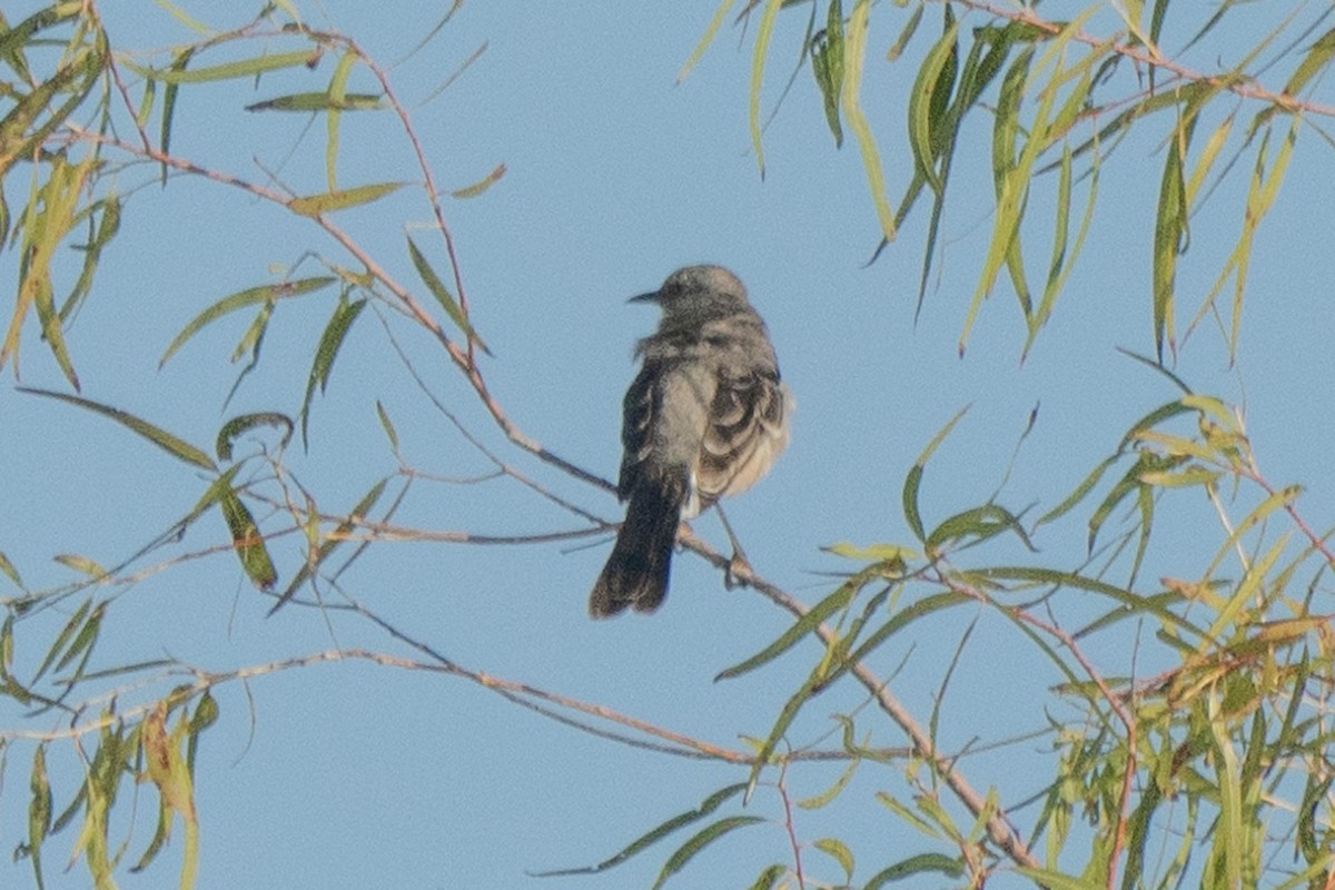 Northern Mockingbird - ML642943359