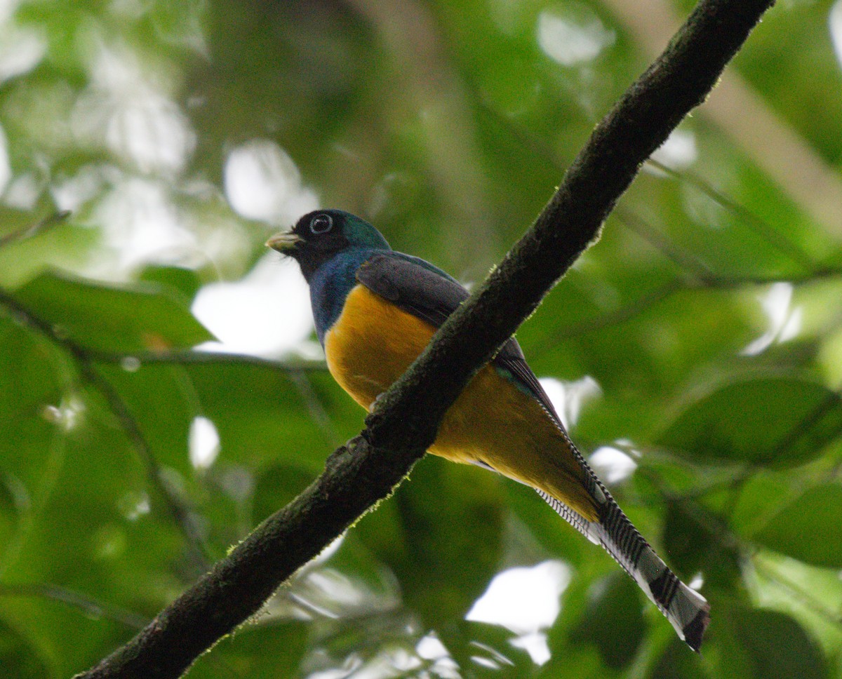 Atlantic Black-throated Trogon - ML642943360