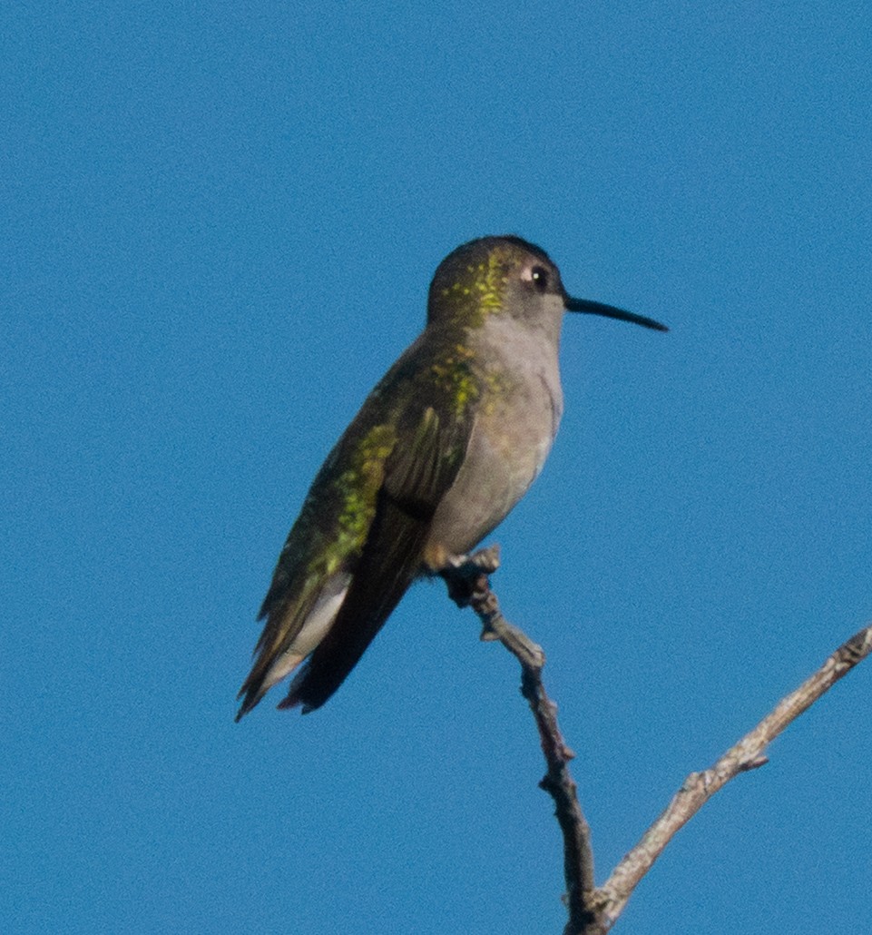 Ruby-throated Hummingbird - ML642943361