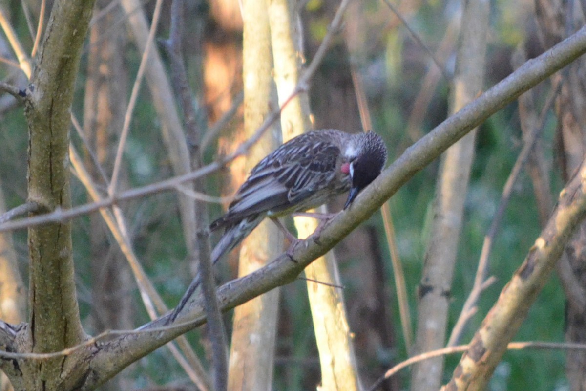 Red Wattlebird - ML642943362
