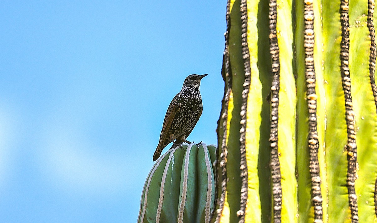 Arabazozo pikarta - ML642943363