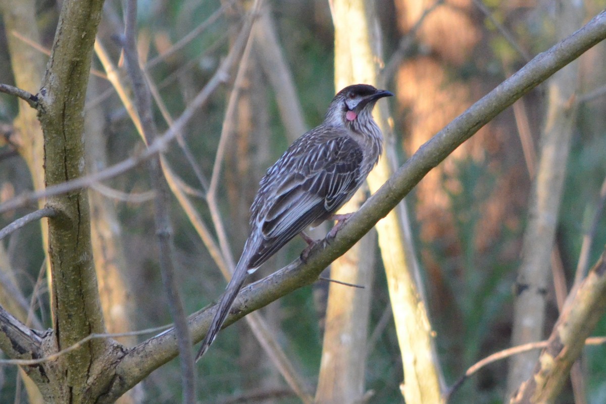 Red Wattlebird - ML642943364