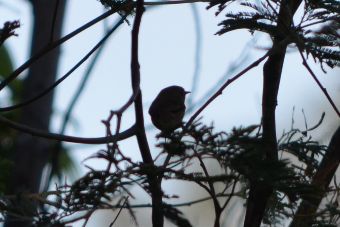 Brown Thornbill - ML642943368