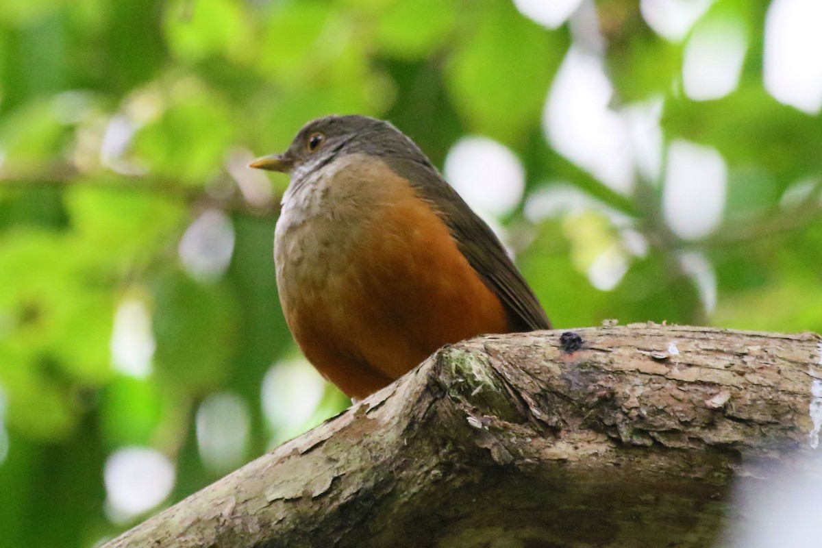 Rufous-bellied Thrush - ML642943369