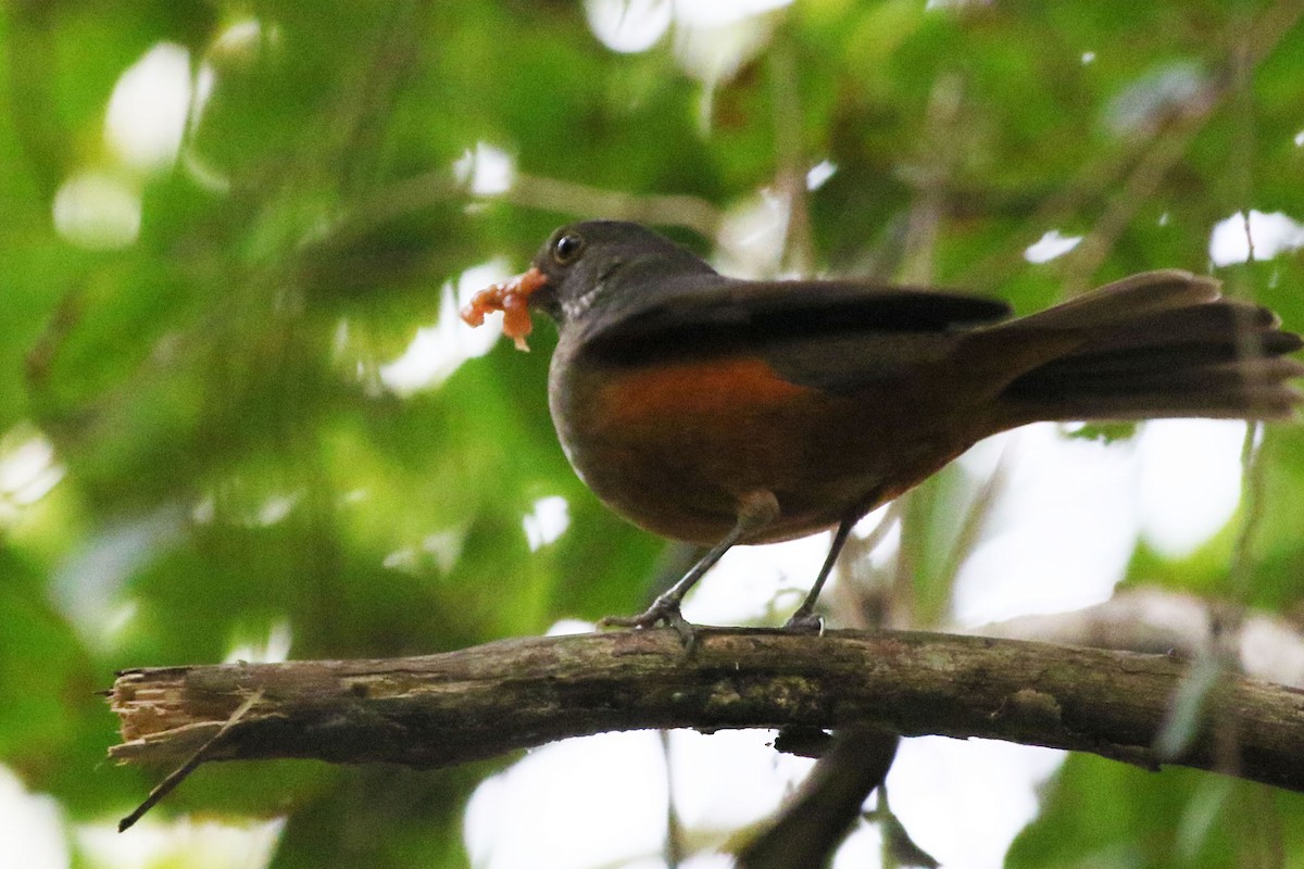 Rufous-bellied Thrush - ML642943370