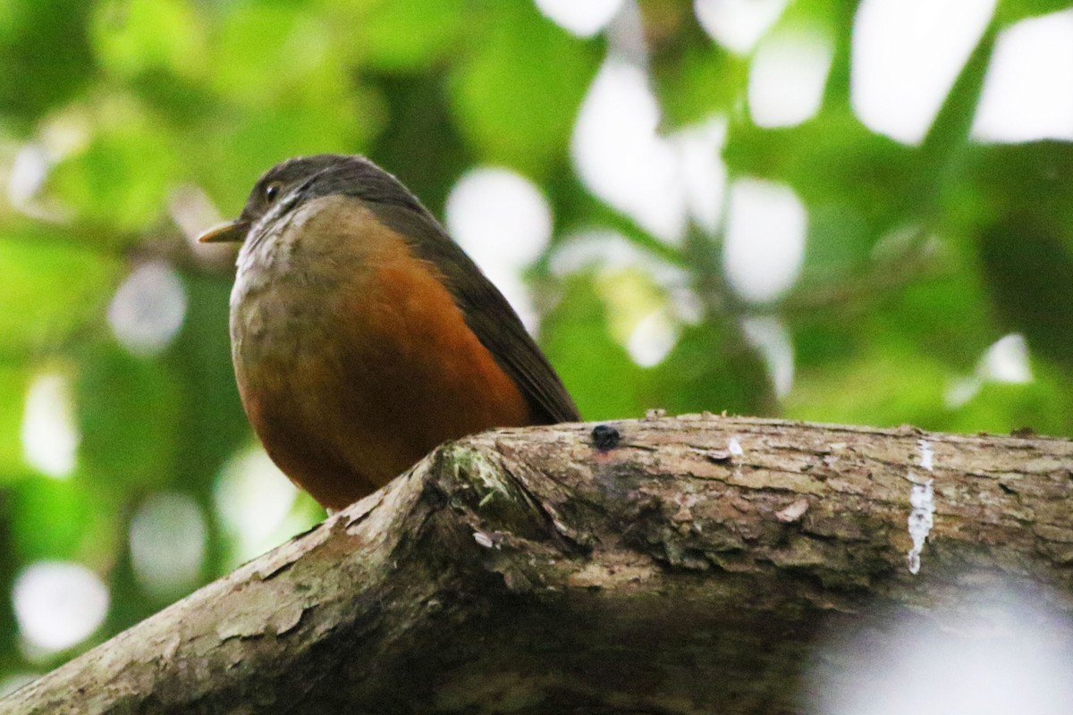 Rufous-bellied Thrush - ML642943371