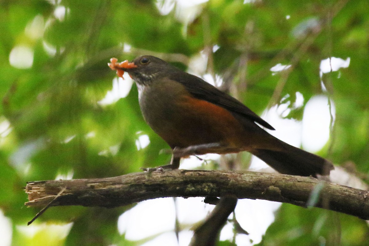 Rufous-bellied Thrush - ML642943372