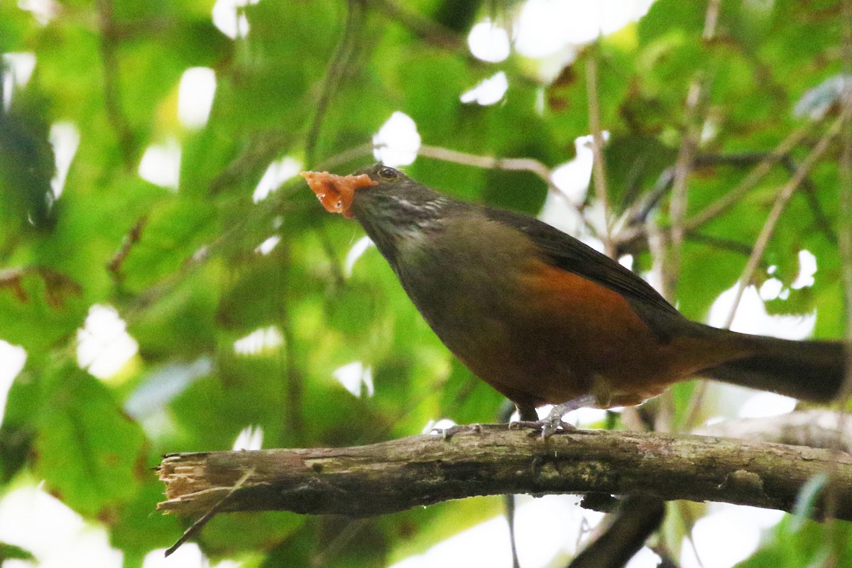 Rufous-bellied Thrush - ML642943373