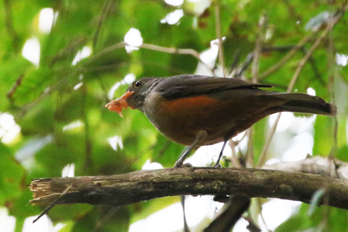 Rufous-bellied Thrush - ML642943374
