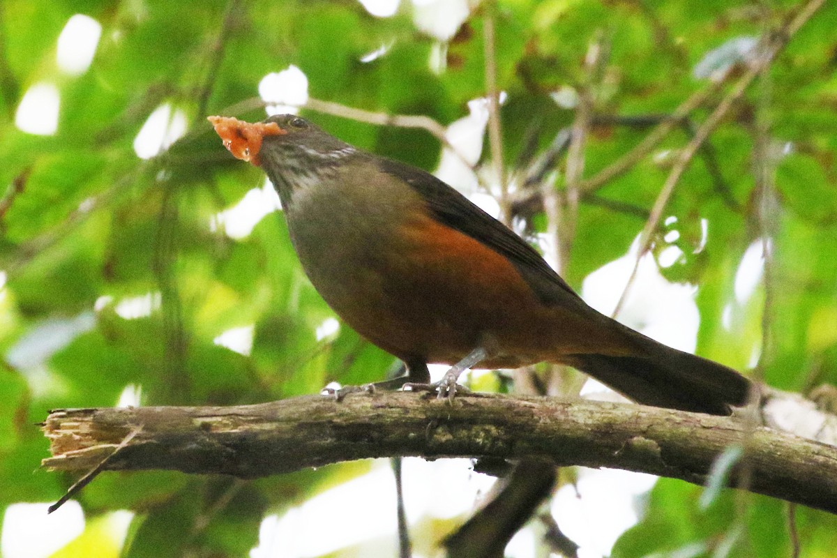 Rufous-bellied Thrush - ML642943375