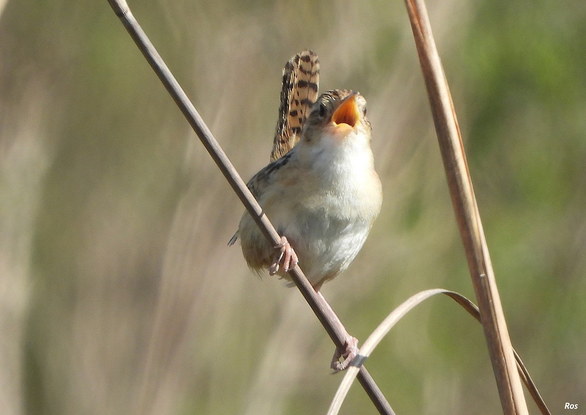 Grass Wren - ML642943376