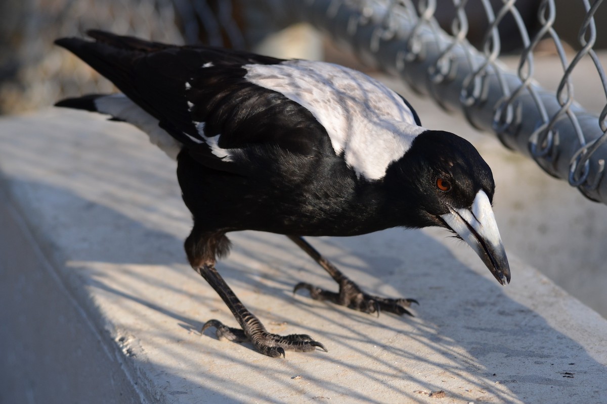 Australian Magpie - ML642943379