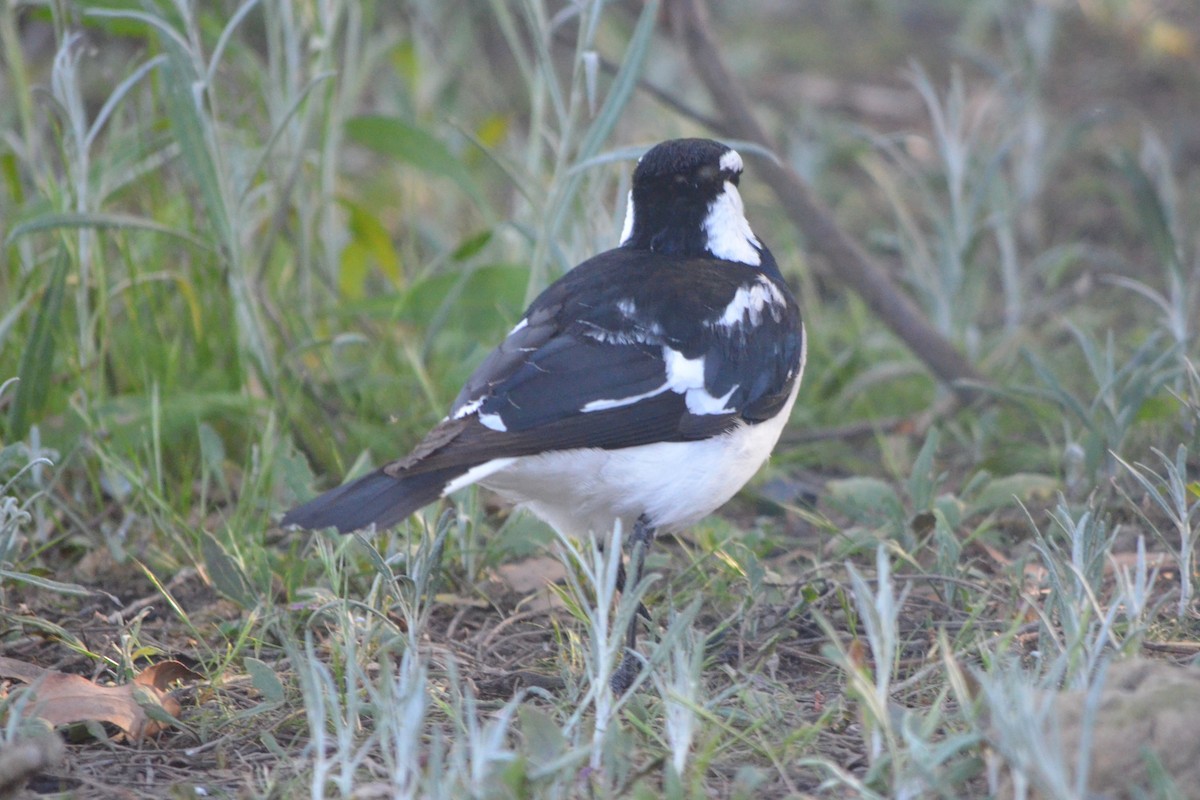 Magpie-lark - ML642943383
