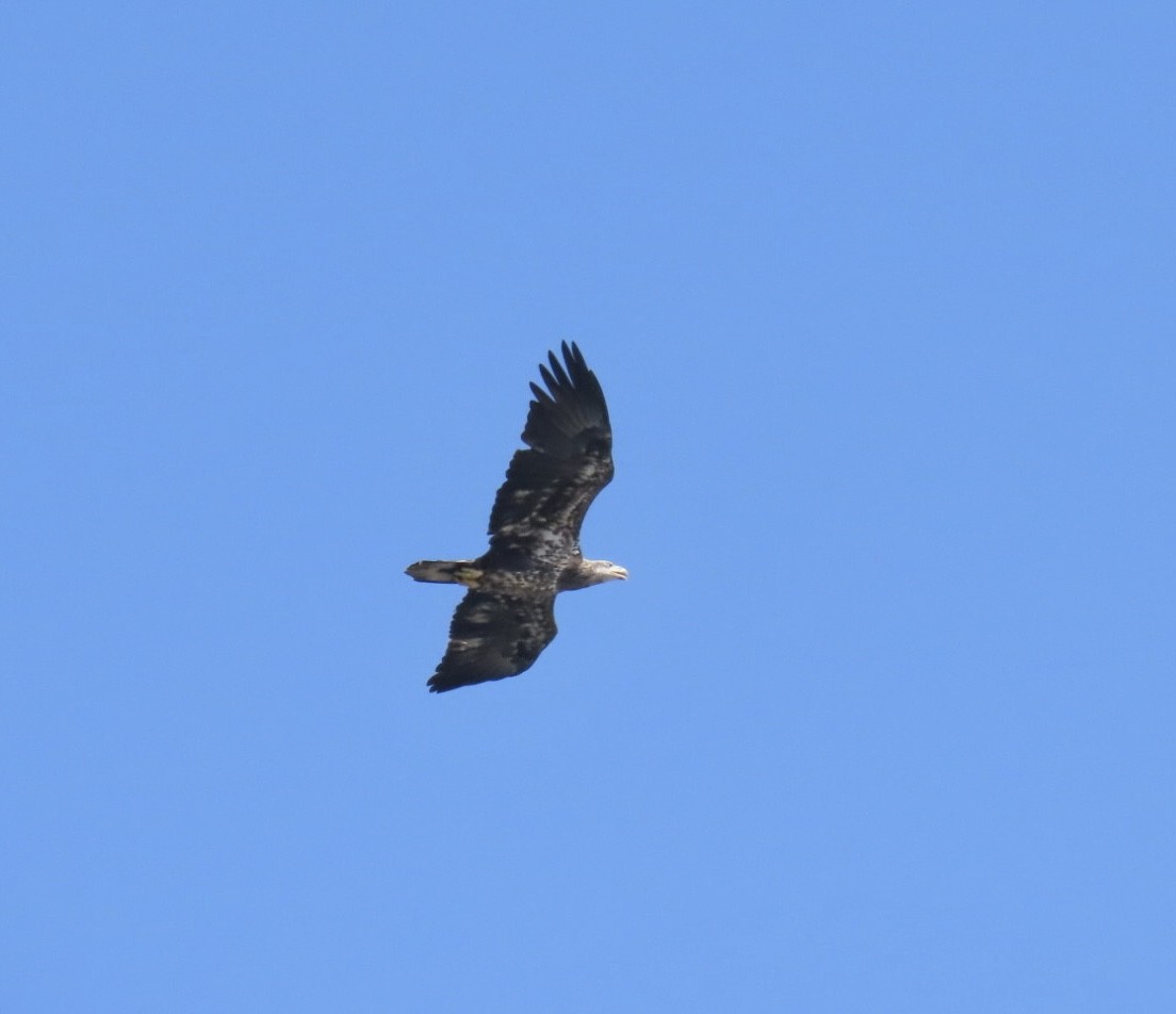 Bald Eagle - ML642943392