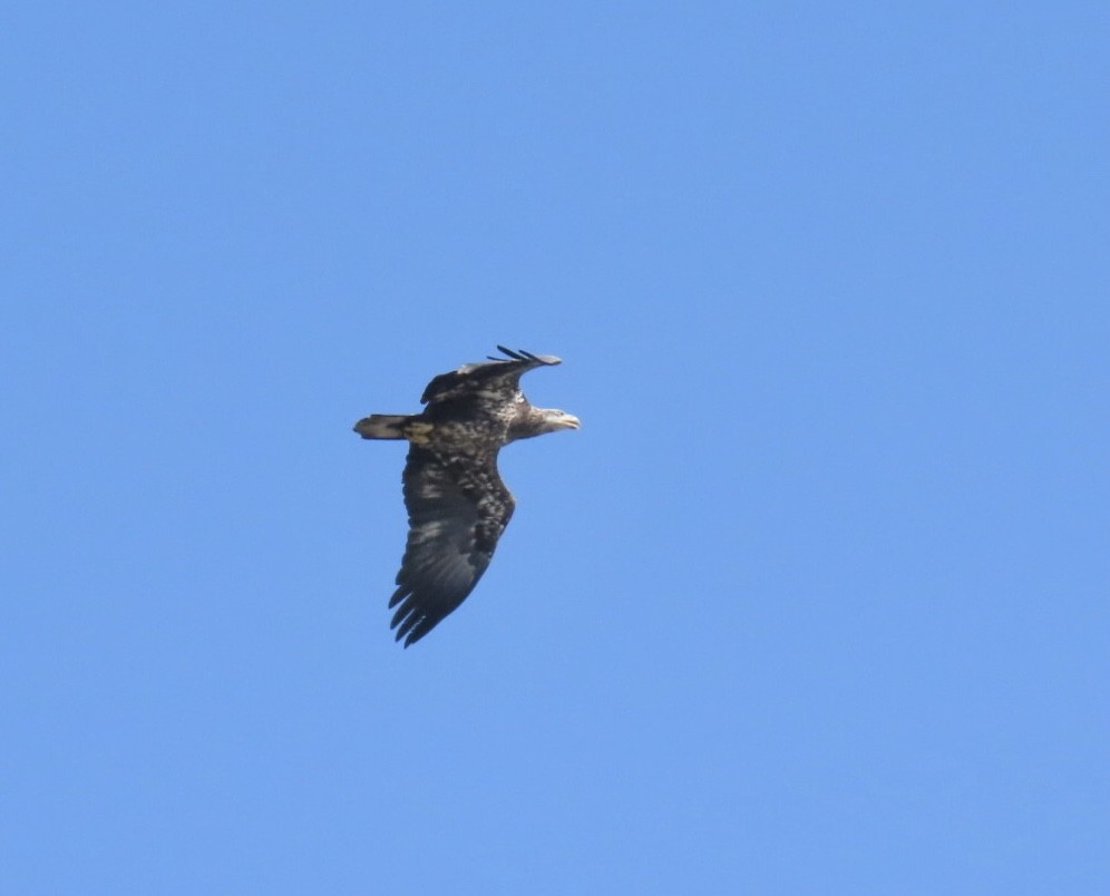 Bald Eagle - ML642943393
