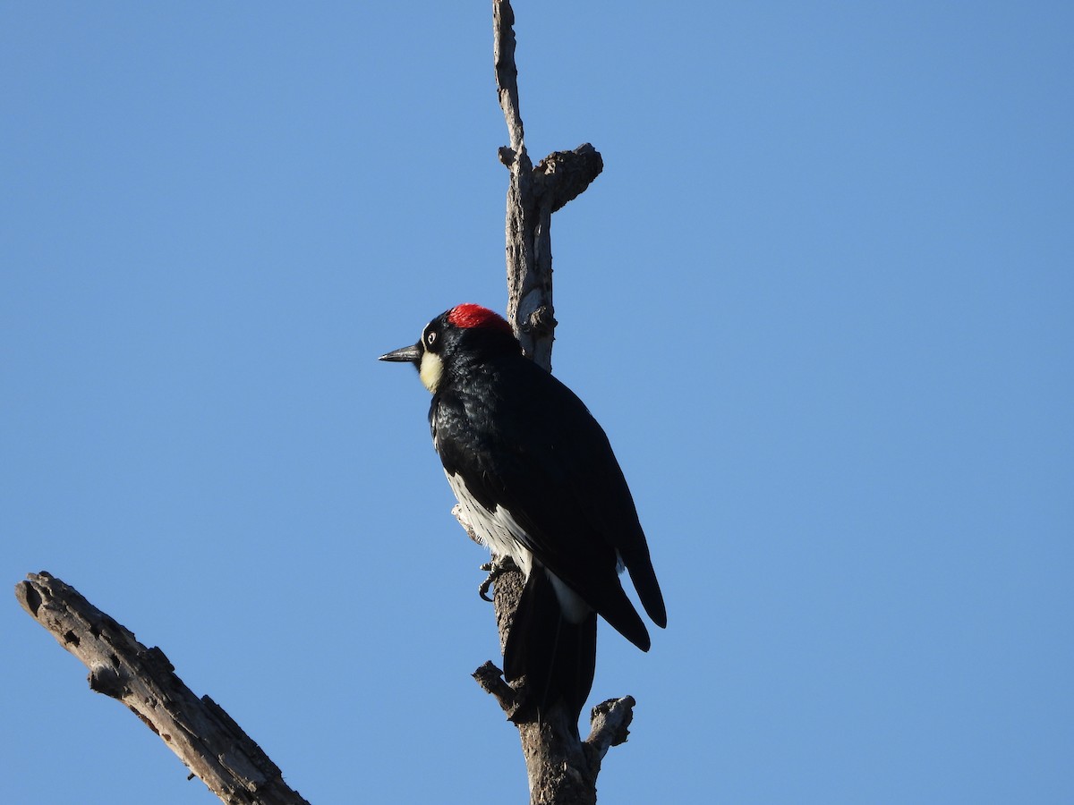 Acorn Woodpecker - ML642943395