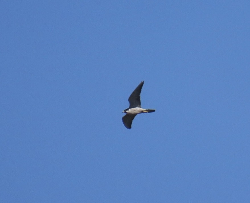 Peregrine Falcon - ML642943404
