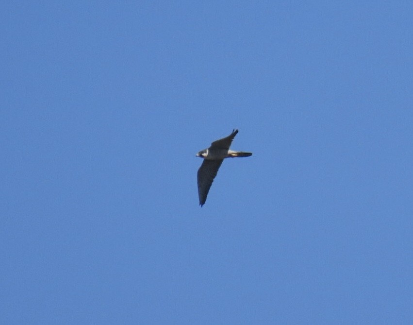 Peregrine Falcon - ML642943405