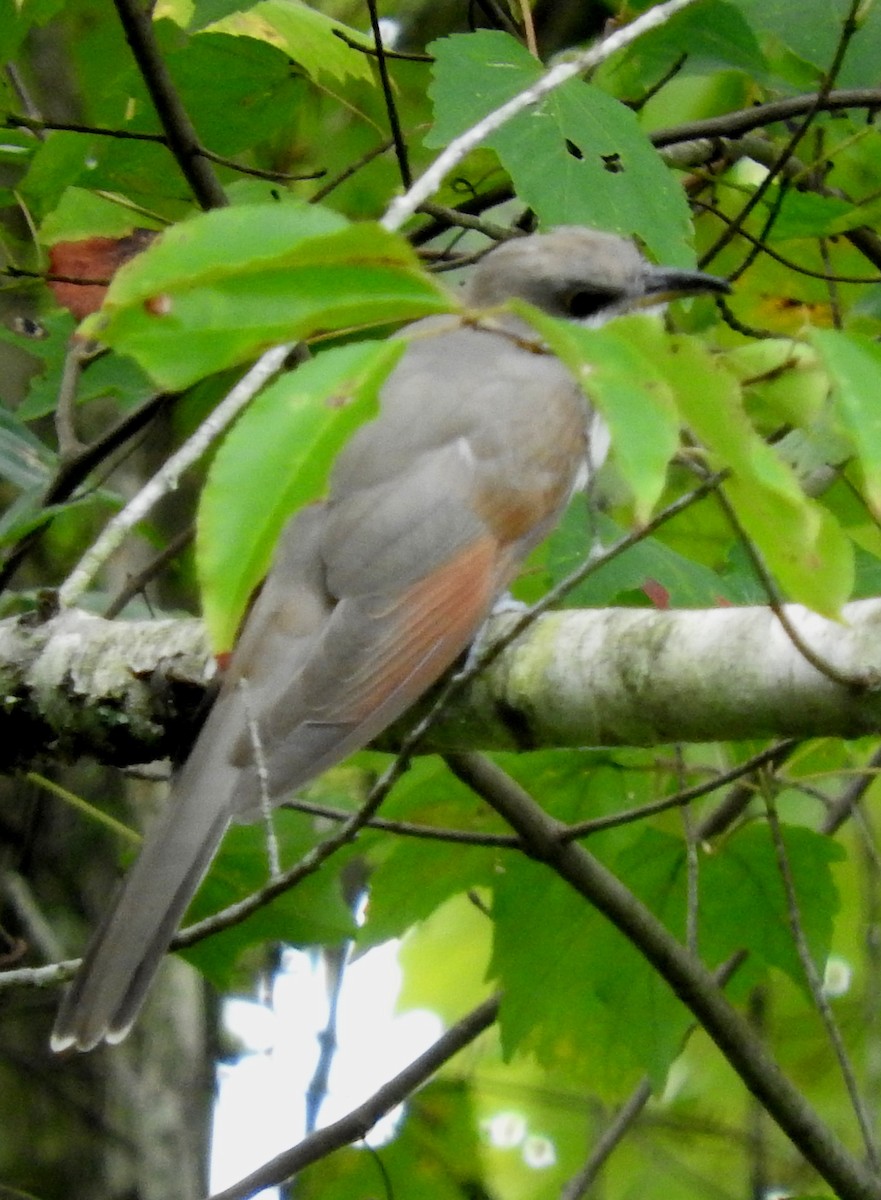 Yellow-billed Cuckoo - ML642943412