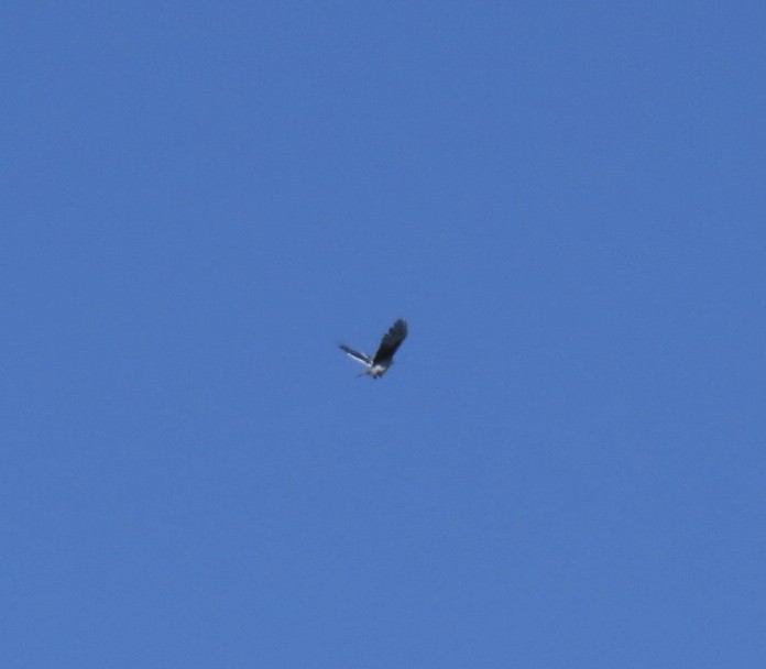 Blue Jay - ML642943414