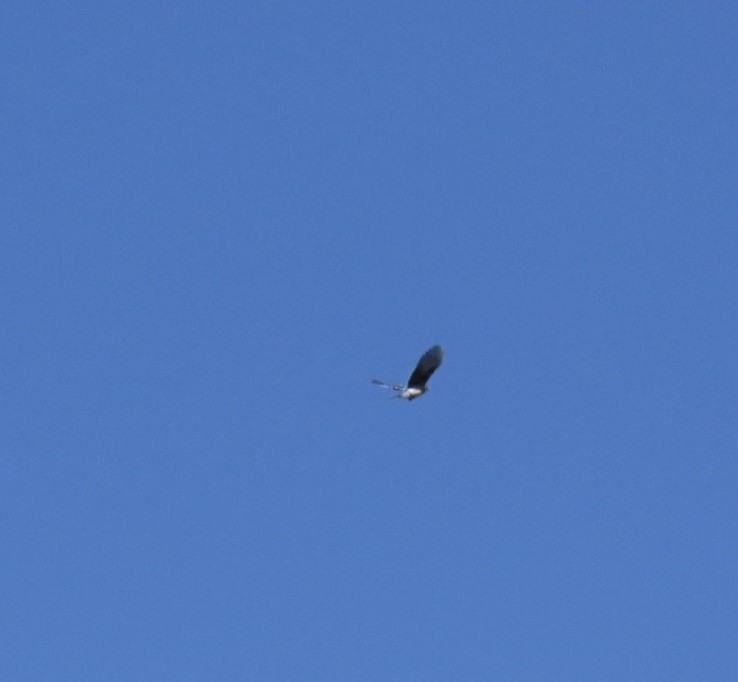 Blue Jay - ML642943415