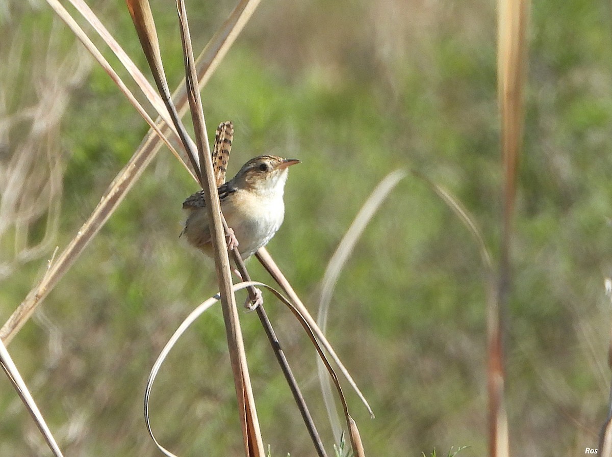 Grass Wren - ML642943423