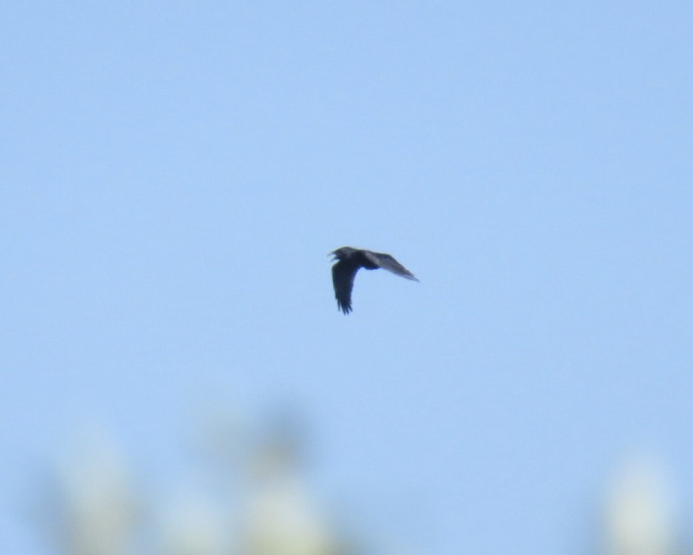 Common Raven - ML642943424