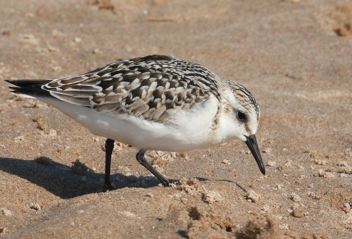 Sanderling - ML642943425