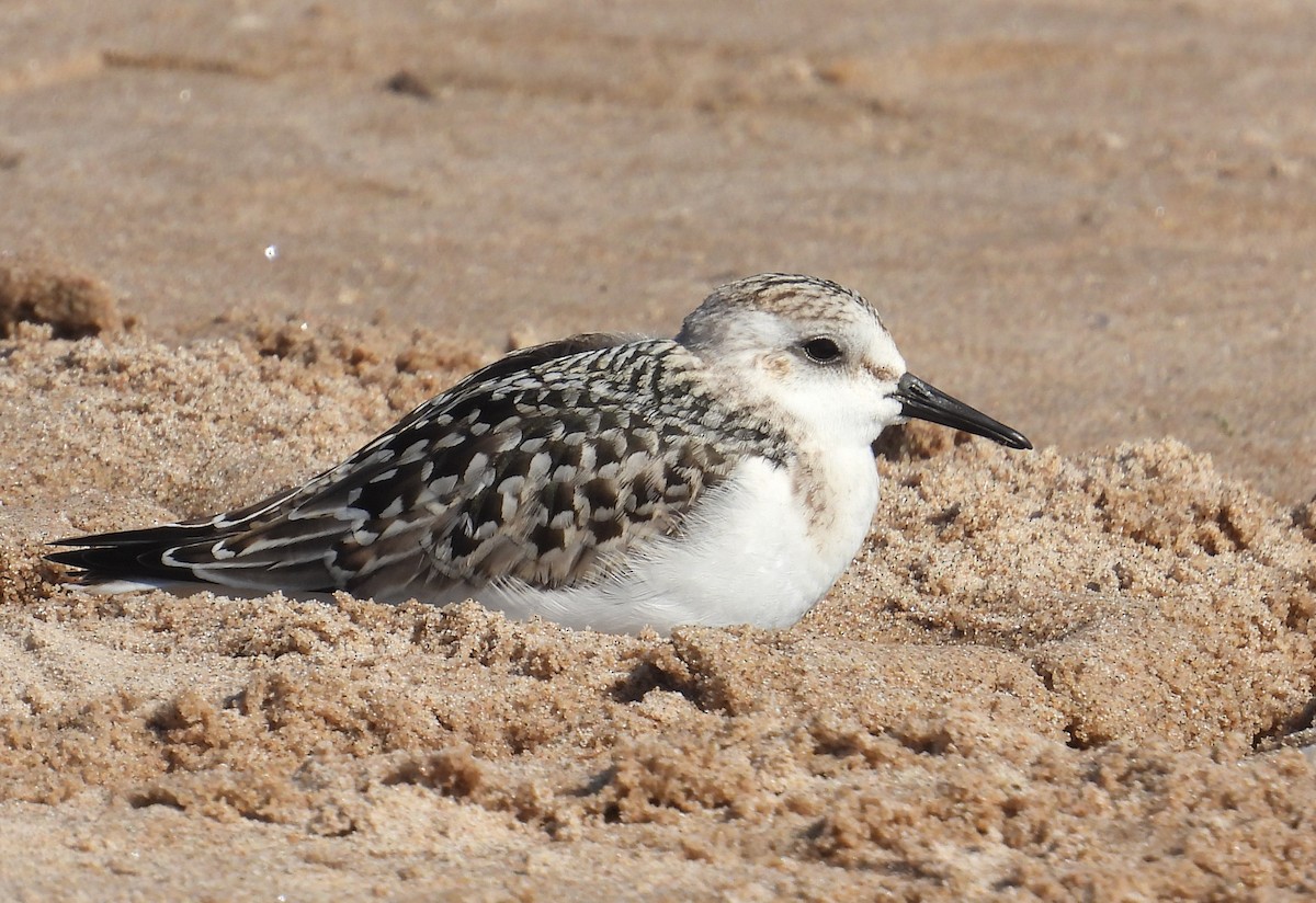 Sanderling - ML642943426