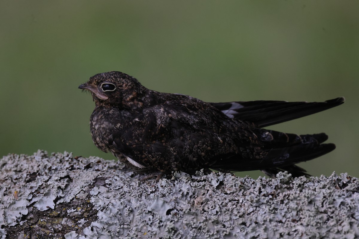 Common Nighthawk - ML642943427