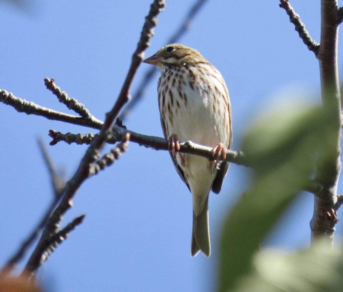 Savannah Sparrow (Savannah) - ML642943433