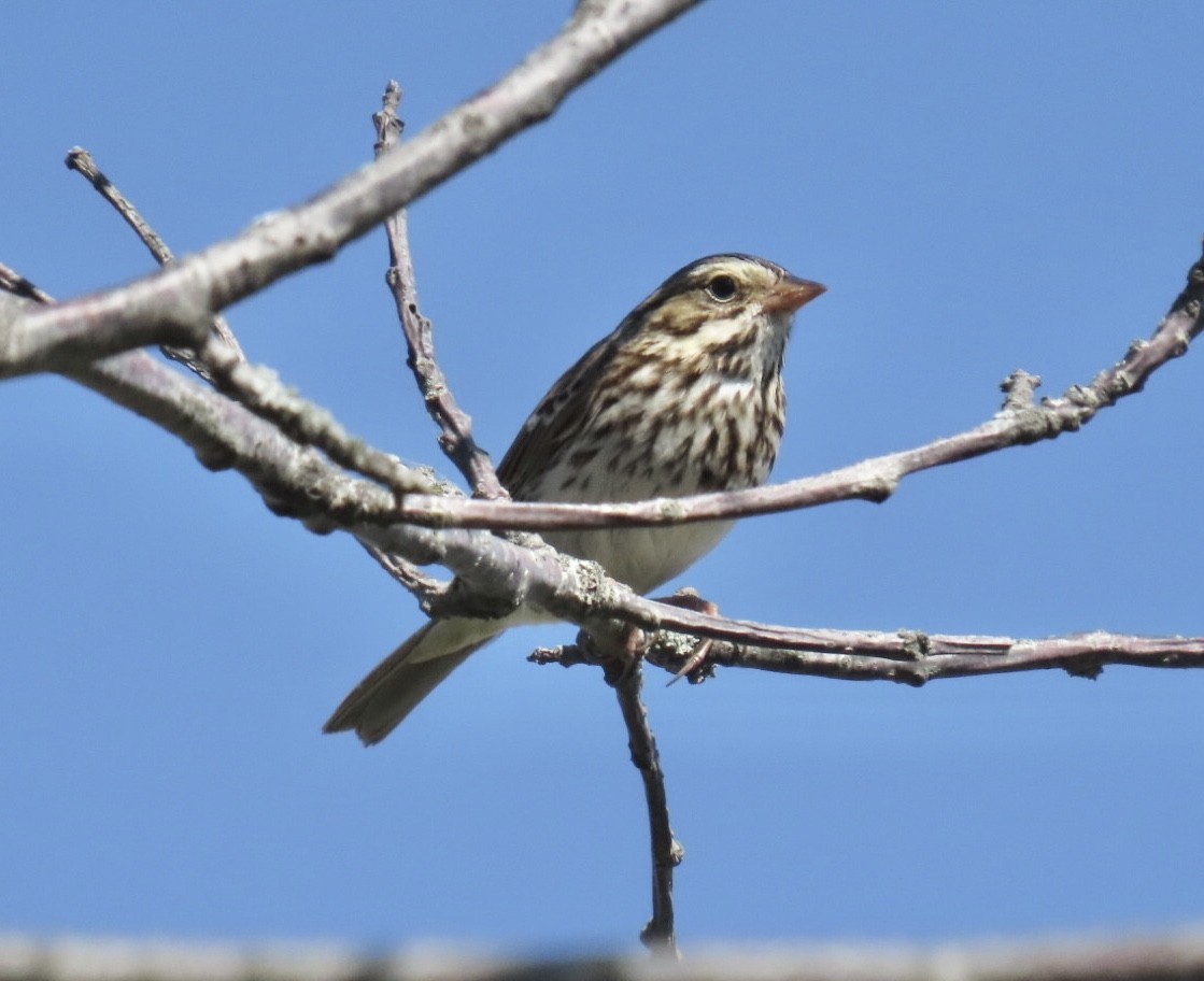 Savannah Sparrow (Savannah) - ML642943434