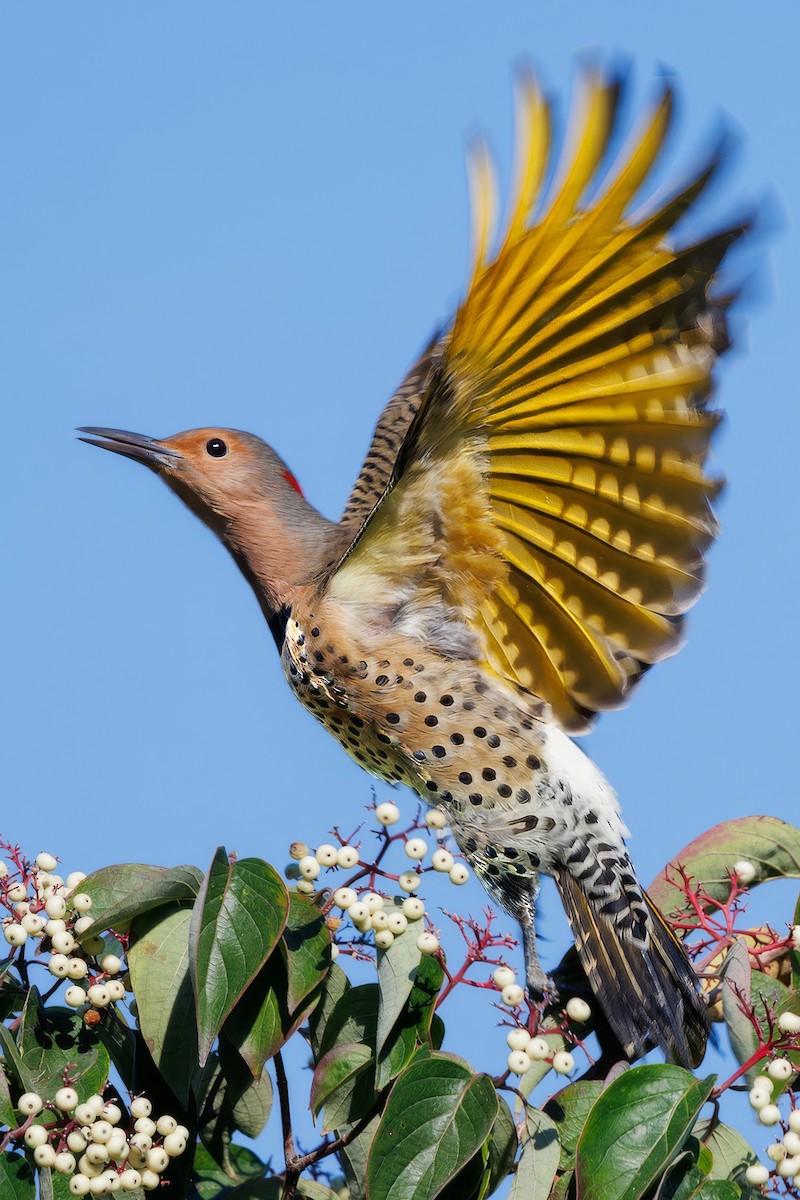 Goldspecht (auratus/luteus) - ML642943447